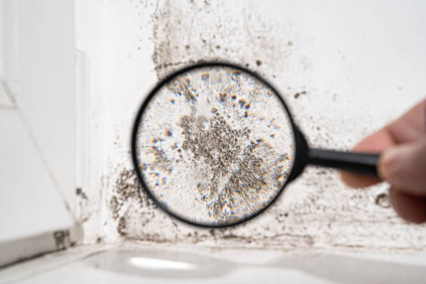 Reliable Dundee, NY Mold Removal Solutions